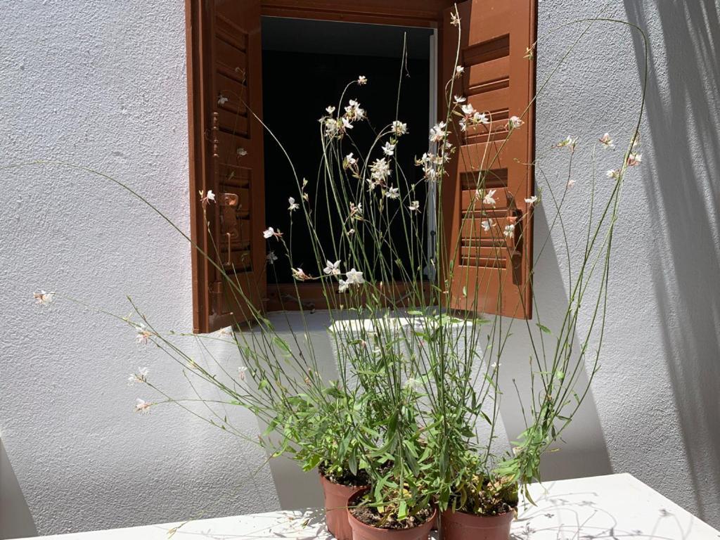 Dominique & Carlos Place Mykonos Town Exterior photo
